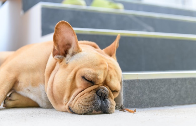 Bouledogue français dormir près des escaliers, se reposer et se détendre concept animal