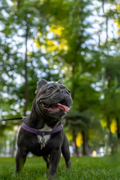 Le bouledogue français de dressage de chiens se tient dans le parc avec sa langue pendante