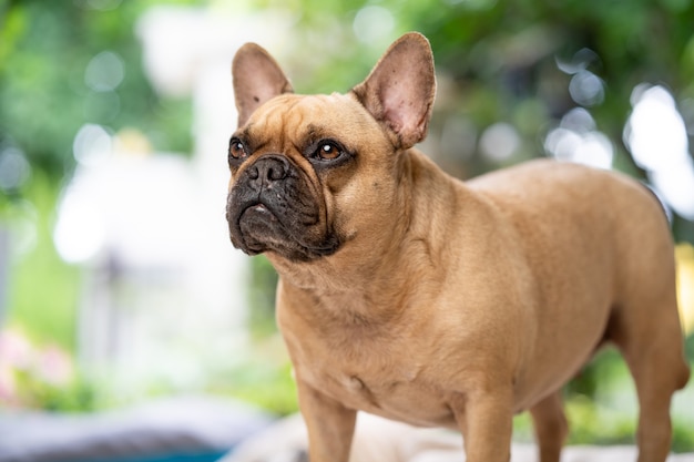 Bouledogue français endormi debout à l'intérieur