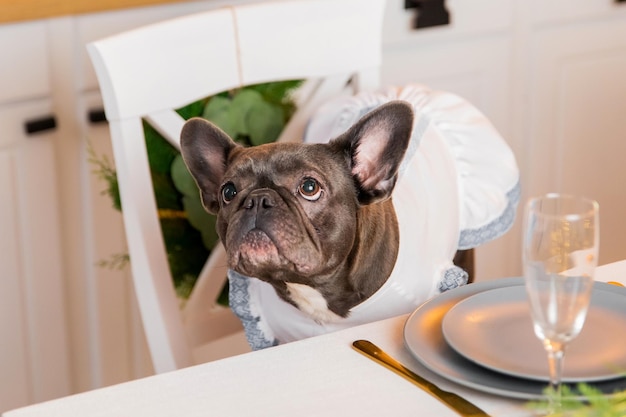 Un bouledogue français est assis sur une chaise à une table.