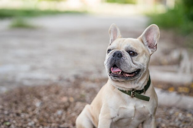 Un bouledogue français est assis sur un chemin de terre.