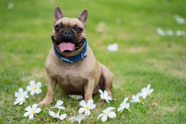 Un bouledogue français est assis dans l'herbe avec des fleurs sur le sol.