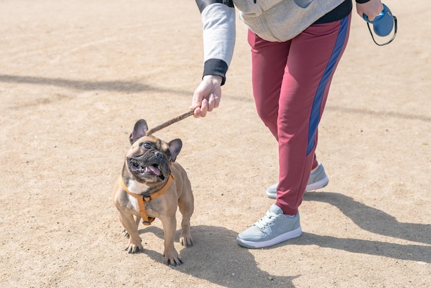 Le bouledogue français est à la recherche d'une branche. Le propriétaire joue avec son chien