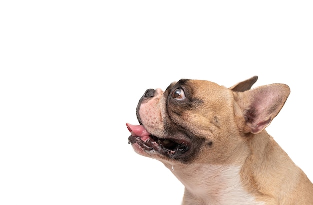 Bouledogue français a faim et bave isolé sur fond blanc