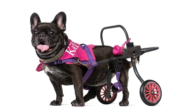 Bouledogue français en fauteuil roulant