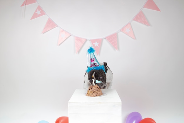 Bouledogue français fête son premier anniversaire avec un gâteau sur blanc