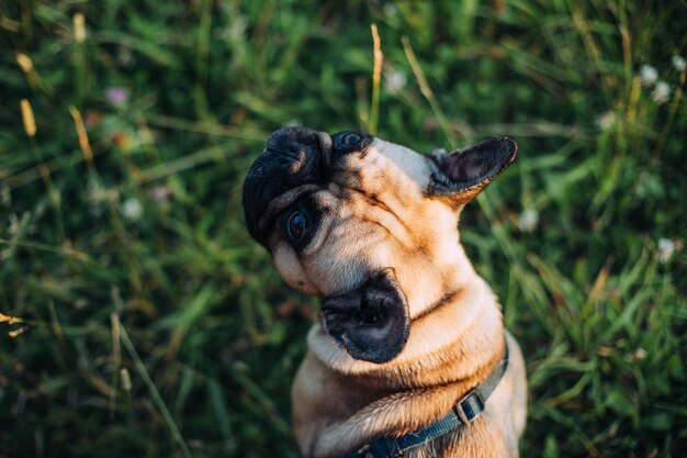 Bouledogue français sur fond d'herbe verte en gros plan