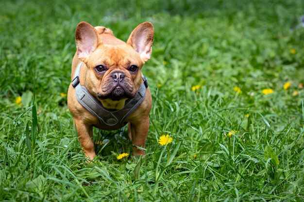 Bouledogue français sur fond de pelouse verte avec pissenlits