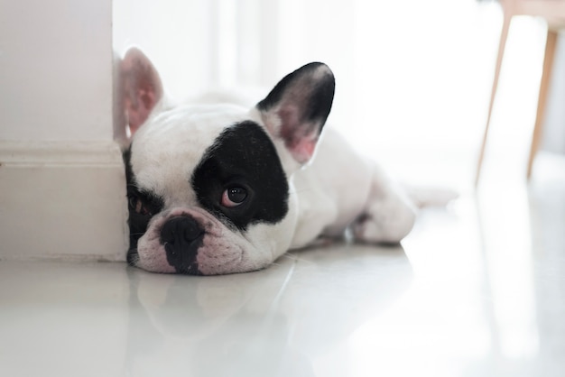 Bouledogue français gisait sur le sol et à la recherche