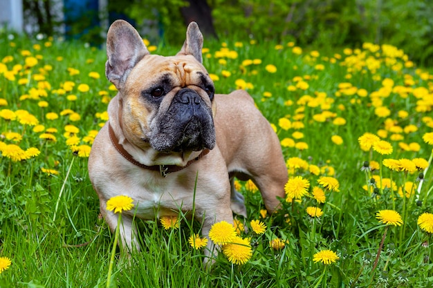 Photo bouledogue français gros plan sur le fond de pissenlits jaunes