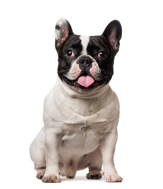 Bouledogue français isolé sur blanc