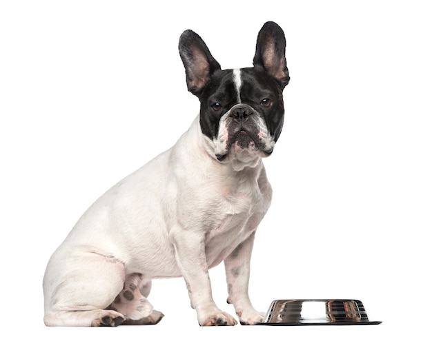 Bouledogue français isolé sur blanc