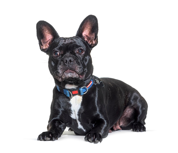 Bouledogue français isolé sur blanc