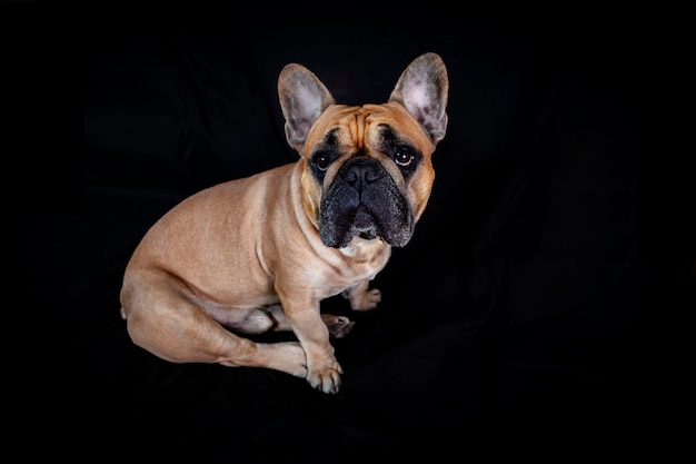 Bouledogue français isolé sur fond noir