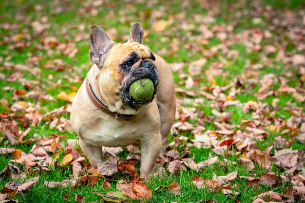 Un bouledogue français joue avec une balle sur l'herbe...