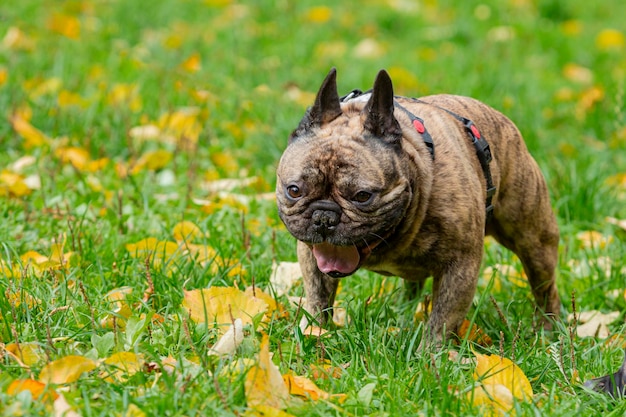 Photo bouledogue français joue dans le parc sur l'herbe.....