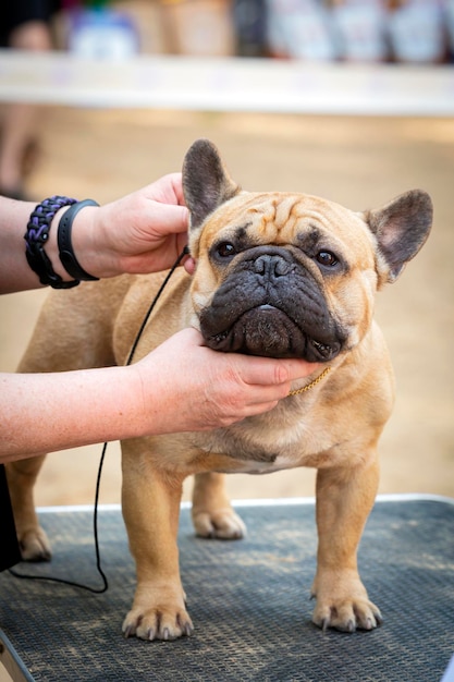 Un bouledogue français lors d'une exposition canine. Poser devant le jury...