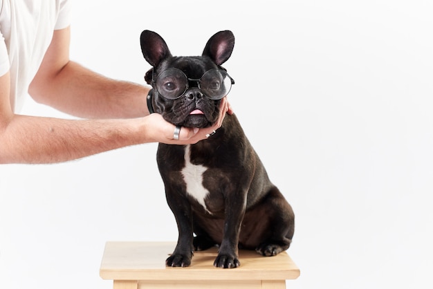 Bouledogue français à lunettes et chemise, très intelligent et intelligent