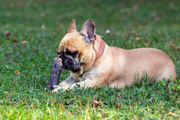 Bouledogue français mâche un bâton sur un champ vert..