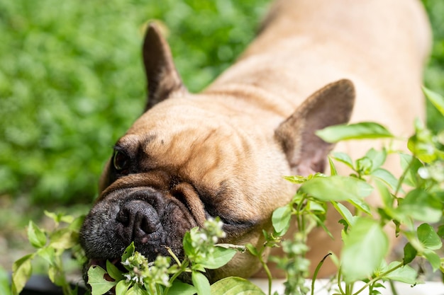 Bouledogue français mangeant du basilic au jardin le matin. Chien se sentant mal en mangeant des herbes dans le jardin.