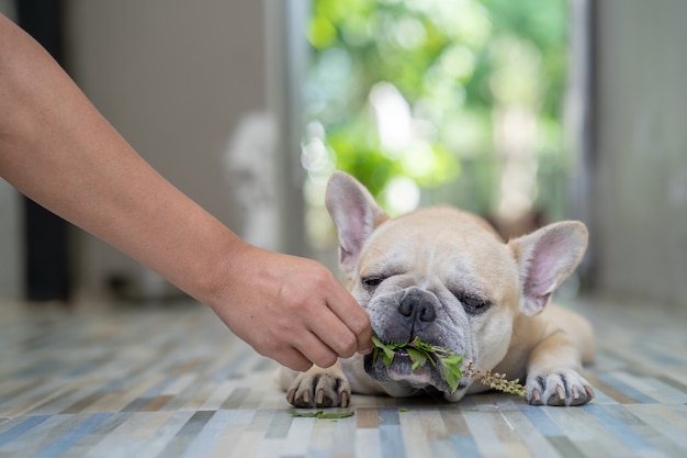 Bouledogue français mangeant des herbes à l'intérieur