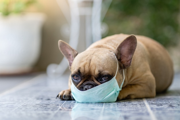 Bouledogue français avec masque de protection en plein air