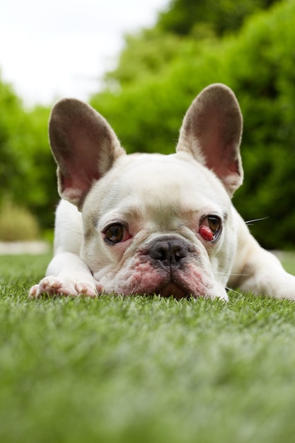 Bouledogue français à membrane nictitante