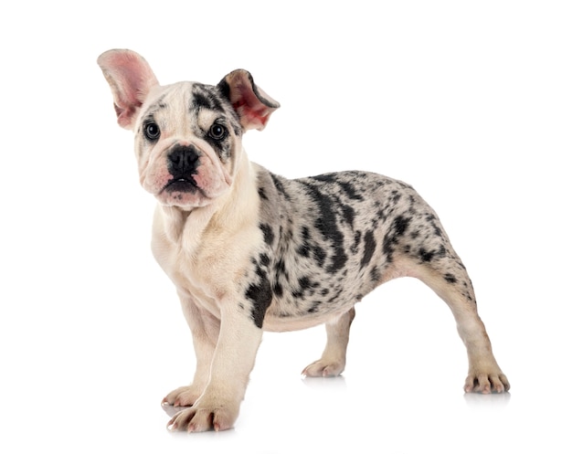 Bouledogue français merle in front of white background