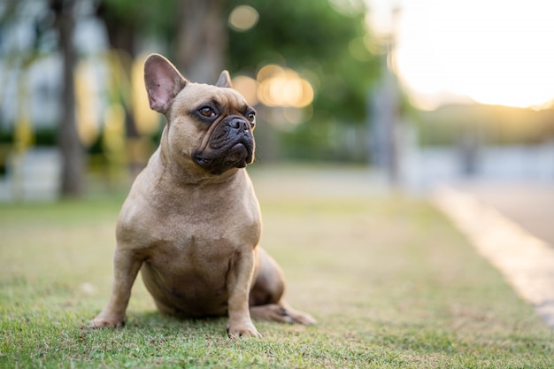 Bouledogue français mignon assis sur l'herbe en plein air