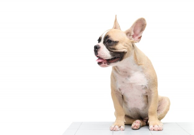 Photo bouledogue français mignon assis