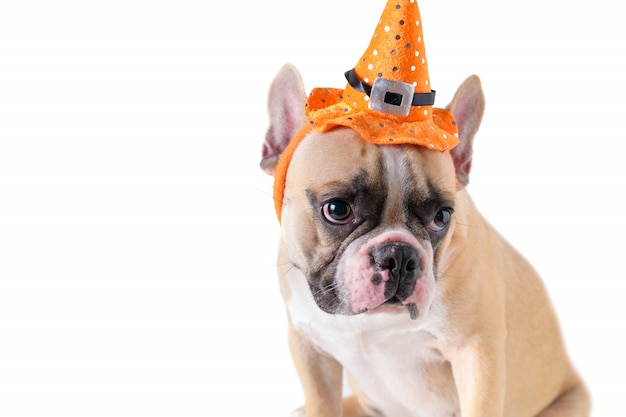 Bouledogue Français Mignon Avec Chapeau Halloween