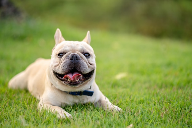 Bouledogue français mignon couché sur l'herbe dans le parc