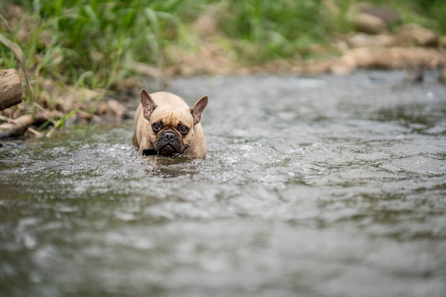 Bouledogue français mignon marchant au ruisseau