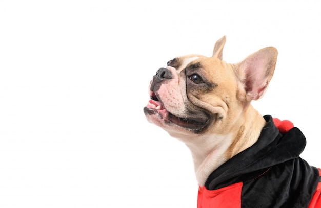 Bouledogue français mignon portant un costume