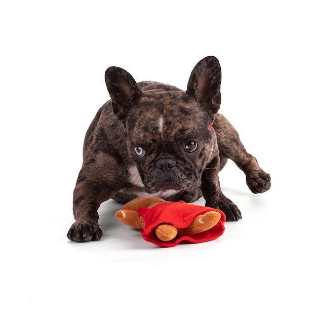 Bouledogue français avec des noeuds papillon rouges pour Noël sur fond blanc