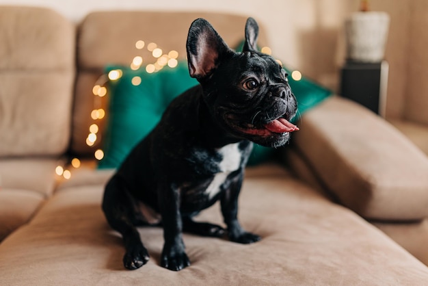 Photo bouledogue français noir assis sur le canapé avec guirlande de lumières de noël en hiver à la maison confortable