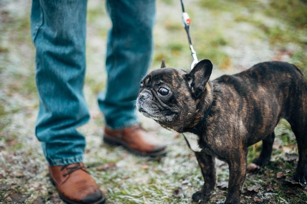 bouledogue français noir marchant