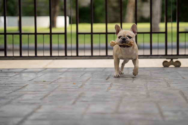 Bouledogue Français Avec Os De Cuir Brut Dans La Bouche