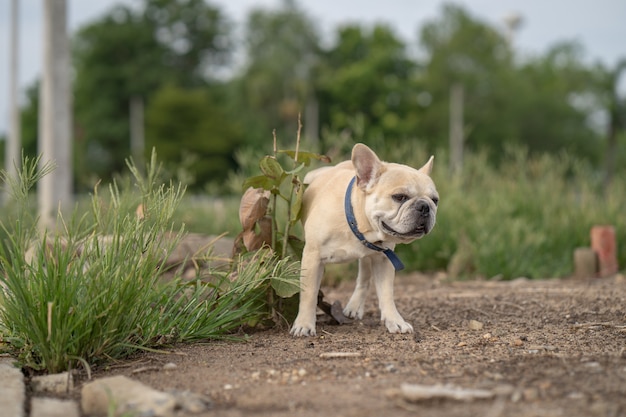 Bouledogue français pipi sur petit buisson en plein air