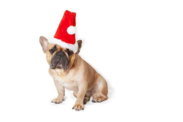 Bouledogue français portant un bonnet de noel devant un fond blanc.