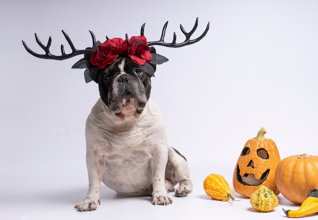 Bouledogue français de portrait assis avec des bois de cerf d'halloween et des fleurs rouges sur blanc