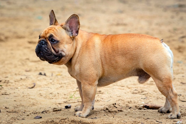 Bouledogue français en promenade dans la nature