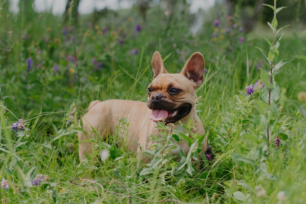 bouledogue français rouge sur une promenade dans le domaine. le chien a tiré la langue