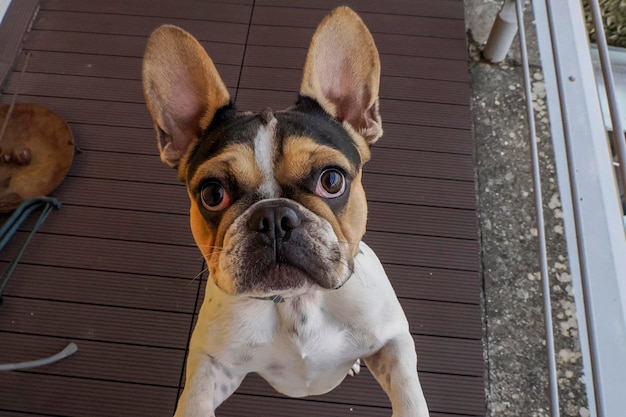 bouledogue français sautant vers ton chien