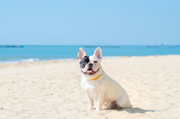 bouledogue français se tenir sur la plage de sable