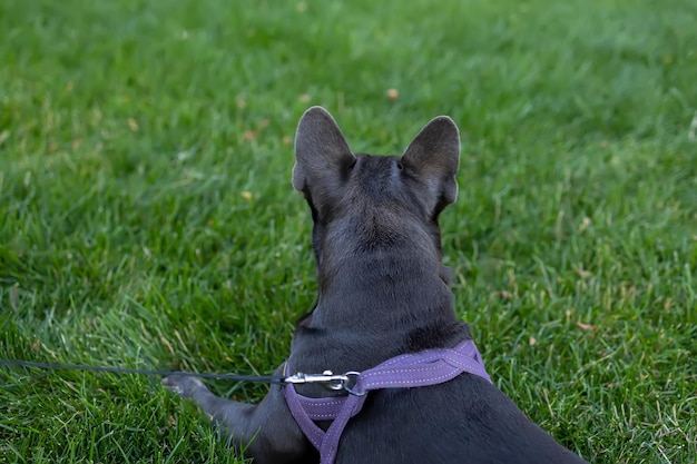 Le bouledogue français se trouve en arrière et regarde dans le parc