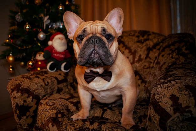 Bouledogue français souhaite une bonne année