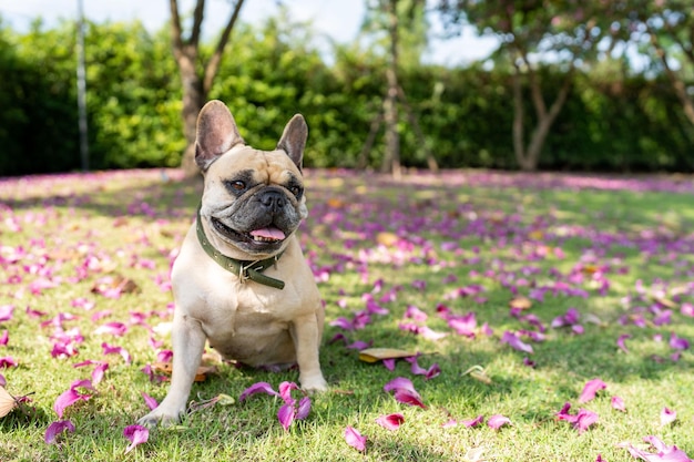 Bouledogue français souriant assis sur le terrain.