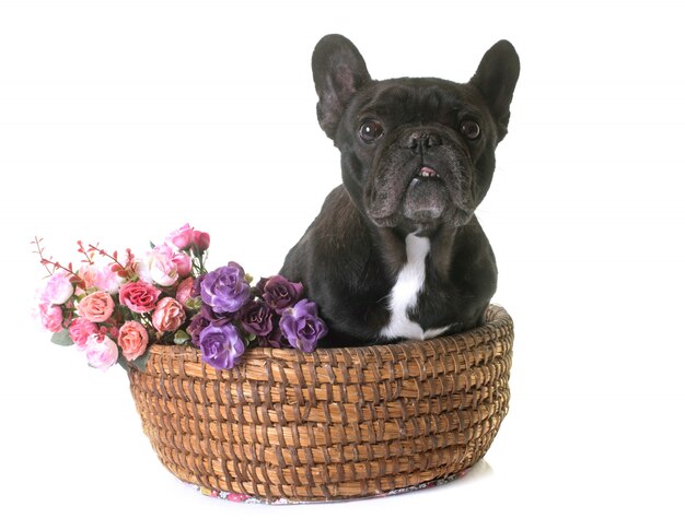 bouledogue français en studio