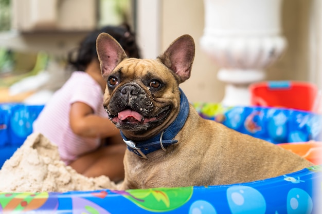 Bouledogue français